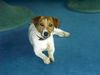 Jack-Russell-Terrier Foto: Nora (ID 19037) Jack-Russell-Terrier Hund