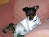 Jack-Russell-Terrier Foto: Rocky (ID 19201) Jack-Russell-Terrier Hund