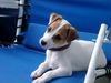 Jack-Russell-Terrier Foto: Jack Russel Terrier SAMMY (ID 1391) Jack-Russell-Terrier Hund