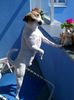 Jack-Russell-Terrier Hund