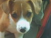 Jack-Russell-Terrier Foto: Lisa (ID 40497) Jack-Russell-Terrier Hund