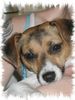 Jack-Russell-Terrier Foto: Buffy mit einem Jahr ;-) (ID 34526) Jack-Russell-Terrier Hund
