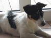 Jack-Russell-Terrier Foto: Sally beim sonnen (ID 22432) Jack-Russell-Terrier Hund