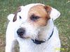 Jack-Russell-Terrier Foto: unser jacky (ID 13214) Jack-Russell-Terrier Hund