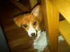 Jack-Russell-Terrier Foto (ID 40517) Jack-Russell-Terrier Hund