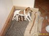 Jack-Russell-Terrier Foto: Happy und die 10 kleinen Welpen (ID 12778) Jack-Russell-Terrier Hund