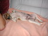 Jack-Russell-Terrier Foto: Ne, wat geht's mir gut!!! (ID 34402) Jack-Russell-Terrier Hund