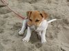 Jack-Russell-Terrier Foto: Irgenwo muß der Ball doch sein..... (ID 34337) Jack-Russell-Terrier Hund