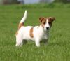 Jack-Russell-Terrier Foto: Wer kommt denn da ? (ID 32007) Jack-Russell-Terrier Hund