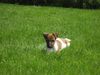 Jack-Russell-Terrier Foto: Kessy (ID 46003) Jack-Russell-Terrier Hund