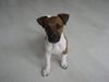 Jack-Russell-Terrier Hund