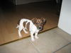 Jack-Russell-Terrier Foto: Unsere Naomi 2 Monate (ID 35696) Jack-Russell-Terrier Hund