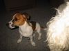 Jack-Russell-Terrier Foto: das ist meine Pauline (ID 21687) Jack-Russell-Terrier Hund
