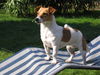 Jack-Russell-Terrier Foto: Mica (ID 40707) Jack-Russell-Terrier Hund
