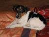 Jack-Russell-Terrier Foto: wie gemütlich...;-) (ID 42541) Jack-Russell-Terrier Hund