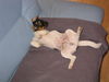 Jack-Russell-Terrier Foto: entspannung pur... (ID 42542) Jack-Russell-Terrier Hund
