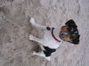 Jack-Russell-Terrier Hund