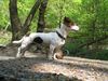 Jack-Russell-Terrier Foto: sweent maus (ID 37916) Jack-Russell-Terrier Hund