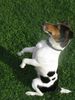 Jack-Russell-Terrier Hund