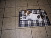 Jack-Russell-Terrier Foto: This is Nicki (ID 32313) Jack-Russell-Terrier Hund