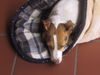 Jack-Russell-Terrier Foto: Ich bleib liegen ......... (ID 32314) Jack-Russell-Terrier Hund
