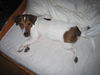 Jack-Russell-Terrier Foto: mooooorgenn !!!!!! (ID 37607) Jack-Russell-Terrier Hund