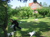 Jack-Russell-Terrier Foto: Groß und Klein beim Massenrennen (ID 38458) Jack-Russell-Terrier Hund