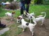 Jack-Russell-Terrier Foto: Großes Treffen bei der Geburtstagsfete (ID 38457) Jack-Russell-Terrier Hund