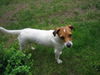 Jack-Russell-Terrier Foto: Mama Nelli ist ein bisschen erschöpft (ID 38459) Jack-Russell-Terrier Hund