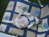 Jack-Russell-Terrier Foto: ...und der Nachwuchs verpennt die Fete (ID 38460) Jack-Russell-Terrier Hund