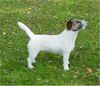 Jack-Russell-Terrier Foto: Chrislott's Cara Demetria (ID 7003) Jack-Russell-Terrier Hund