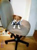 Jack-Russell-Terrier Foto: bin fertig, können wir nu endlich los? (ID 36414) Jack-Russell-Terrier Hund
