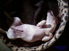 Jack-Russell-Terrier Foto: boah, wat bin ick fertisch ~schnarch~ (ID 36415) Jack-Russell-Terrier Hund