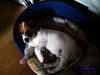 Jack-Russell-Terrier Foto: Gizmo mit knapp 9 Wochen (ID 36413) Jack-Russell-Terrier Hund