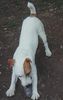 Jack-Russell-Terrier Foto: unser ``jacky``wie er leibt und lebt (ID 2625) Jack-Russell-Terrier Hund