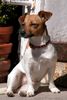 Jack-Russell-Terrier Foto: Hier wache ich (ID 20386) Jack-Russell-Terrier Hund