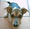Jack-Russell-Terrier Foto: Jacky (ID 18460) Jack-Russell-Terrier Hund