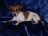 Jack-Russell-Terrier Foto: Unsere Jacky: 17 Wochen alt (ID 15089) Jack-Russell-Terrier Hund