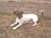 Jack-Russell-Terrier Foto: Emelie, (ID 14906) Jack-Russell-Terrier Hund