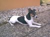 Jack-Russell-Terrier Foto: Linda :-) (ID 14907) Jack-Russell-Terrier Hund