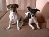 Jack-Russell-Terrier Foto: Linda&Emelie auf (ID 14908) Jack-Russell-Terrier Hund