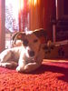 Jack-Russell-Terrier Foto: july (ID 39642) Jack-Russell-Terrier Hund