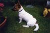 Jack-Russell-Terrier Foto: Justin 9 Monate (kleiner Jacky mit Laune-der-Natur/Stehohren (ID 13867) Jack-Russell-Terrier Hund