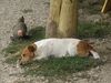 Jack-Russell-Terrier Hund