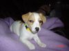 Jack-Russell-Terrier Hund