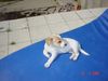 Jack-Russell-Terrier Hund