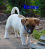 Jack-Russell-Terrier Foto: da bi ich...und nun? (ID 12786) Jack-Russell-Terrier Hund