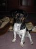 Jack-Russell-Terrier Foto: Das ist mein 3-jähriger Jack-Russell-Terrier Tequilla! (ID 11411) Jack-Russell-Terrier Hund