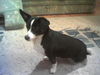 Jack-Russell-Terrier Foto: Das ist Kimmi (ID 27779) Jack-Russell-Terrier Hund