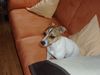 Jack-Russell-Terrier Foto: Ich höre etwas!!! (ID 14872) Jack-Russell-Terrier Hund